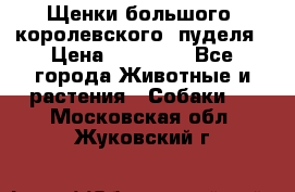 Щенки большого (королевского) пуделя › Цена ­ 25 000 - Все города Животные и растения » Собаки   . Московская обл.,Жуковский г.